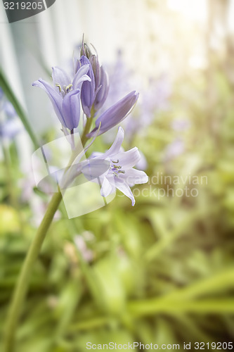 Image of bluebell