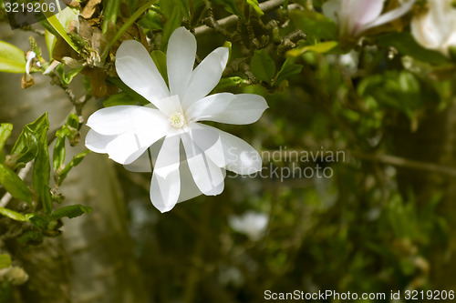 Image of magnolia tree