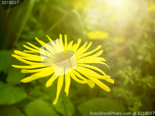 Image of yellow flower