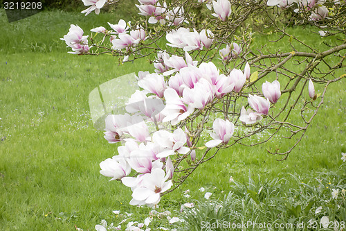 Image of magnolia tree