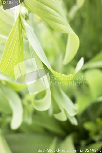 Image of green plant background