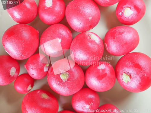 Image of Radish vegetable 