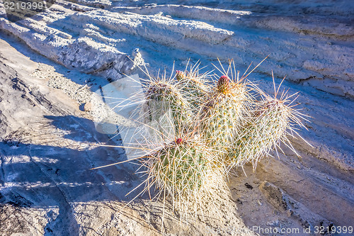 Image of blooming cactus in arizona desert
