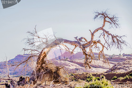 Image of dead old tree near monument valley arizona