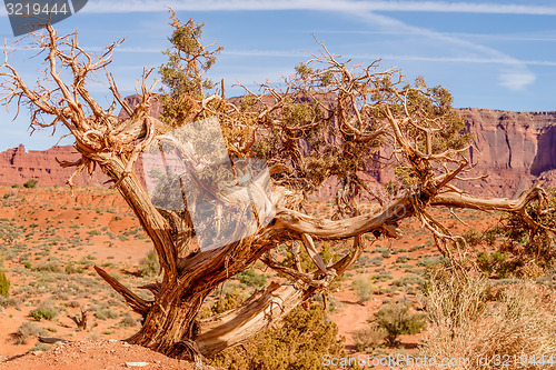 Image of A tree and a butte in Monument Valley