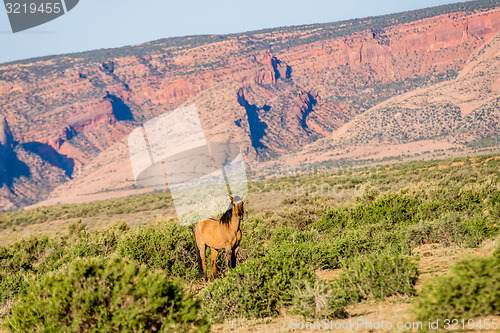 Image of wild horse eating grass at Monument Valley, Arizona