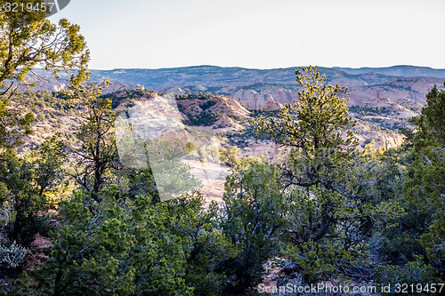 Image of An ancient gnarled juniper tree near Navajo Monument park  utah