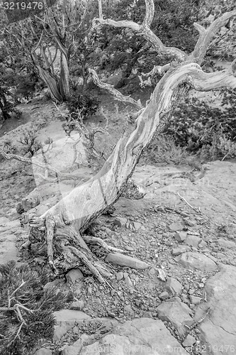 Image of An ancient gnarled juniper tree near Navajo Monument park  utah