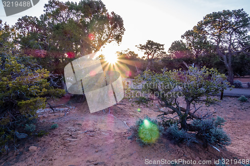 Image of An ancient gnarled juniper tree near Navajo Monument park  utah