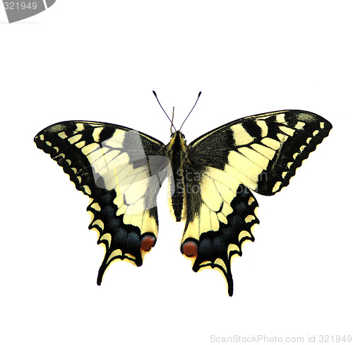 Image of butterfly