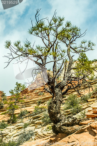 Image of Zion Canyon National Park Utah