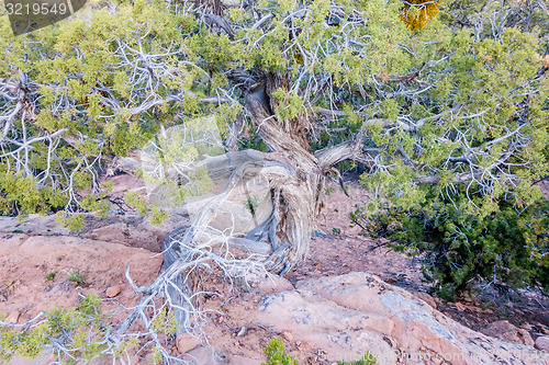 Image of An ancient gnarled juniper tree near Navajo Monument park  utah