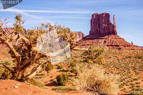 Image of A tree and a butte in Monument Valley