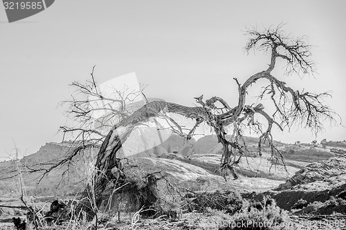 Image of dead old tree near monument valley arizona
