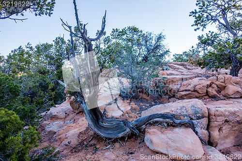Image of An ancient gnarled juniper tree near Navajo Monument park  utah
