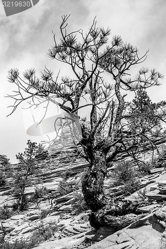 Image of Zion Canyon National Park Utah