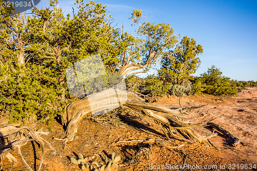 Image of An ancient gnarled juniper tree near Navajo Monument park  utah