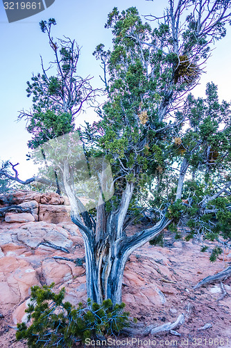 Image of An ancient gnarled juniper tree near Navajo Monument park  utah