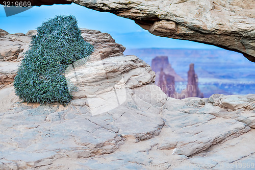 Image of vegetation at famous Mesa Arch in Canyonlands National Park Utah