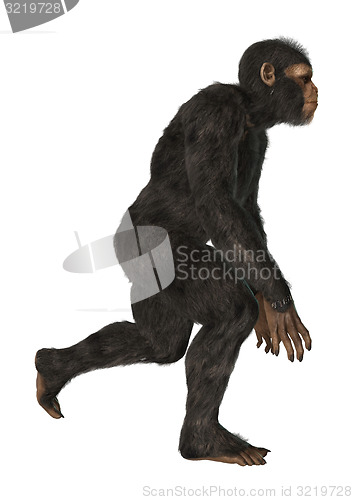 Image of Chimpanzee