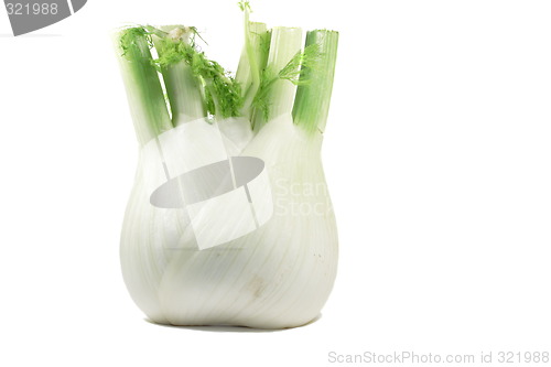 Image of Fennel