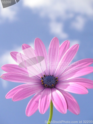 Image of pink african daisy against a blue sky