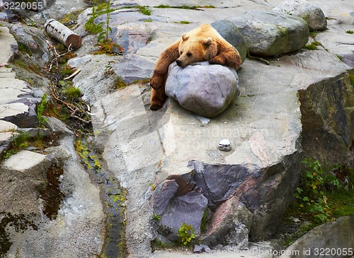 Image of Big Brown bear relaxing  in  funny pose on roks