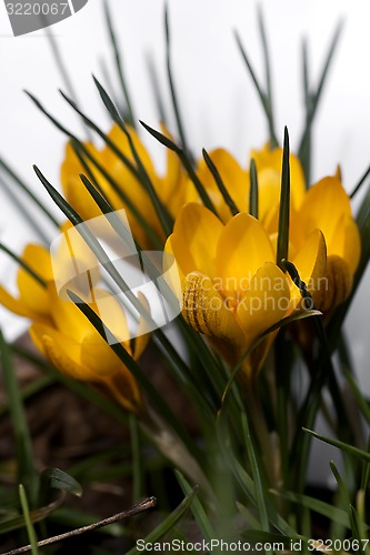 Image of yellow crocus