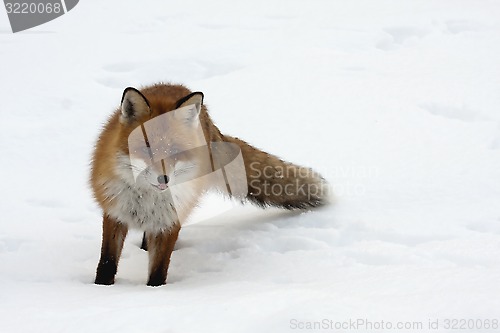 Image of fox in snow