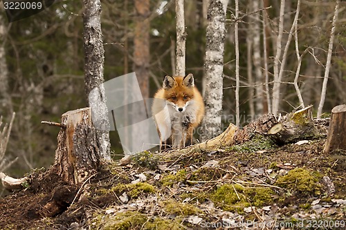 Image of fox on hill