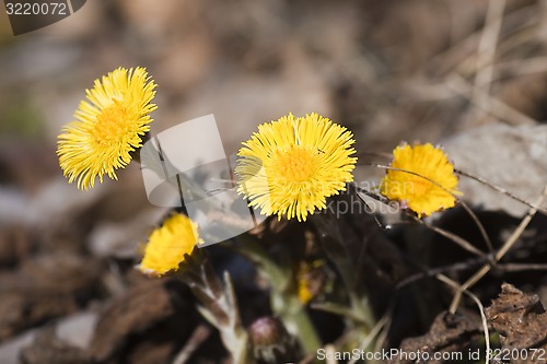 Image of coltsfoot