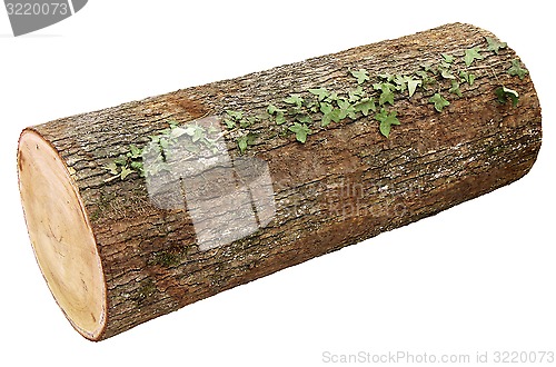 Image of Wooden log 