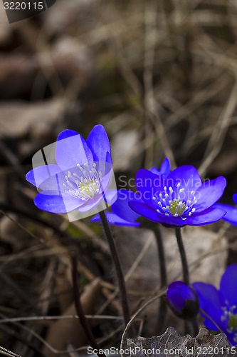 Image of blue anemones