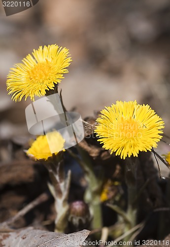 Image of coltsfoot