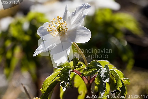 Image of anemone nemorosa