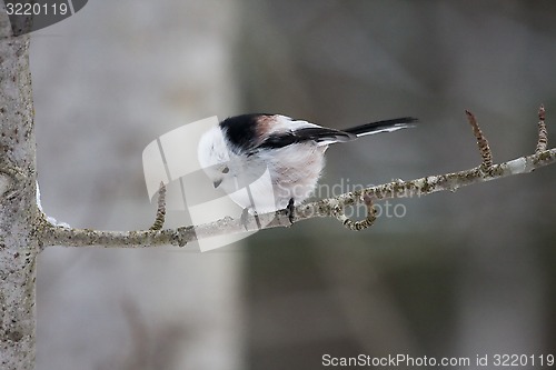 Image of long tailed tit