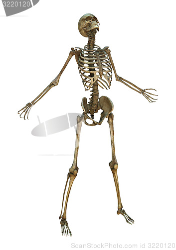 Image of Human Skeleton