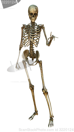 Image of Human Skeleton