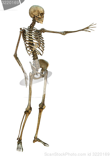 Image of Human Skeleton