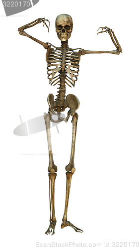 Image of Human Skeleton