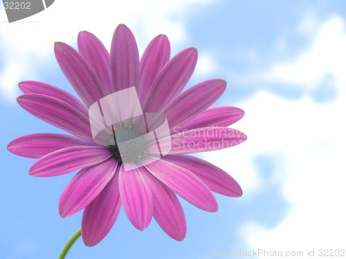 Image of pink african daisy flower over blue sky