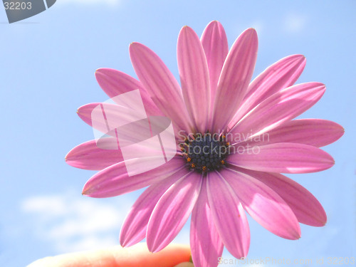 Image of pink african daisy against blue sky