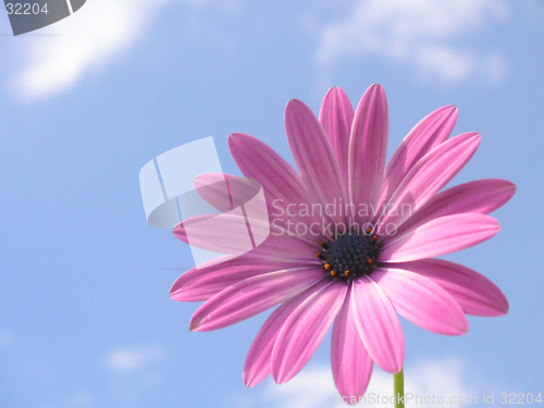 Image of pink african daisy infront of a blue sky