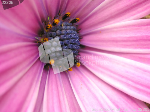 Image of african daisy centre