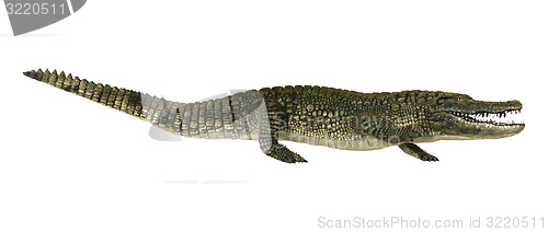 Image of American Alligator