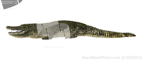 Image of American Alligator