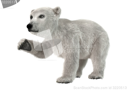 Image of Polar Bear