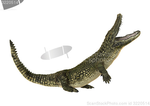 Image of American Alligator