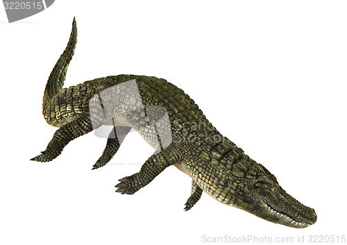 Image of American Alligator