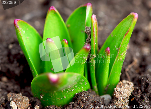 Image of Spring shoots